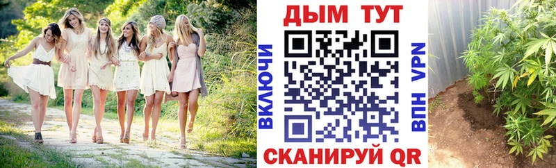 Каннабис OG Kush  Дмитров 